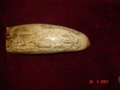 copie-scrimshaw