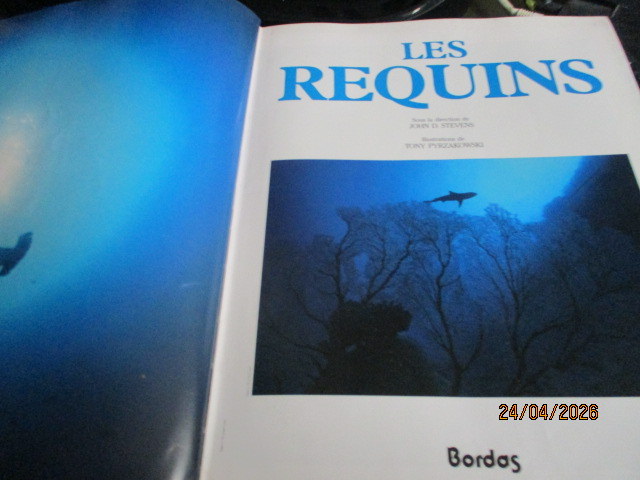 les-requins---.JPG