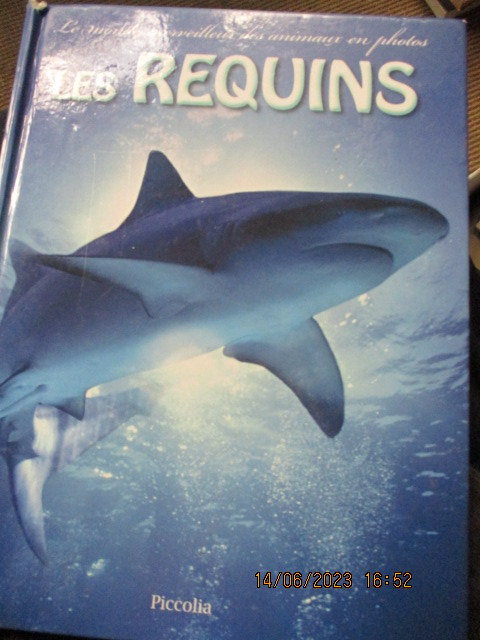 les-requins.JPG